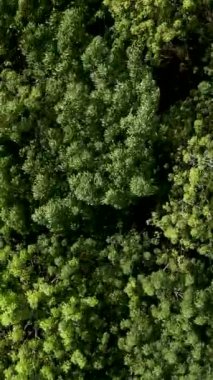 Vietnam 'da yemyeşil bir ormandaki ağaçların tepesindeki bir İHA' dan zenital atış.