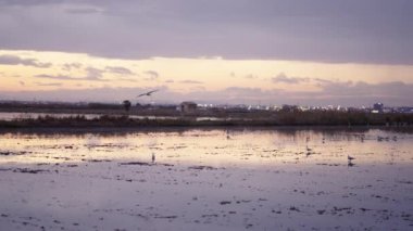 Valencia 'daki bazı tarlalar üzerinde bazı martılar uçuyor - 4K Yatay