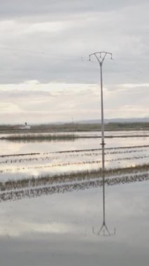 Albufera 'da bir fotoğrafçı FullHD dikey fotoğraf çeker.