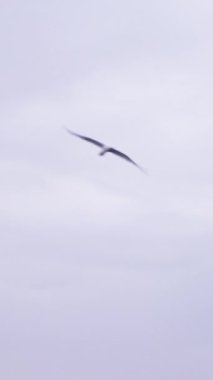 Bir çift martı Albufera üzerinde uçuyor - FullHD Dikey