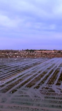 Bir grup martı pirinç tarlalarında uçuyor - FullHD Dikey