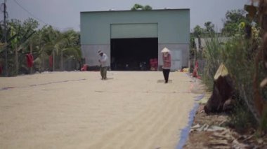 Pirinç kurutma tesisinde üç Asyalı geniş mısır gevreğini tırmıklıyor - 4K Yatay