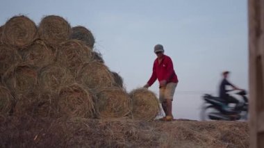 Yavaş çekim şapkalı ve sandaletli genç çiftçi Vietnam 'da saman balyalarını toplayıp istifliyor - 4K Yatay