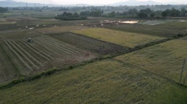 Çiftçilerin Vietnam 'daki bir traktörün yardımıyla çalıştıkları geniş bir ekin tarlasının panoramik dron görüntüsü - 4K Yatay