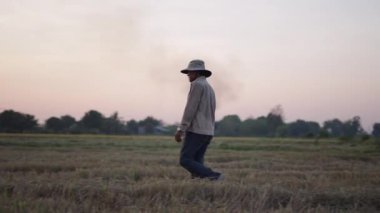 Asyalı çiftçi, günbatımında, Vietnam 'daki büyük bir tarlada saman toplamak için çok çalışıyor - 4K Yatay