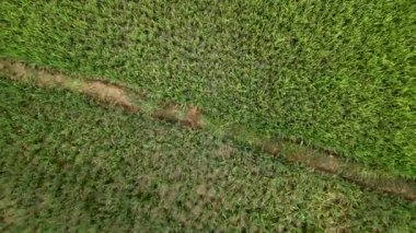 Su altında kalan pirinç tarlaları üzerinde uçan insansız hava aracı orman ve dağlar arasında yol kenarında - 4K Yatay video