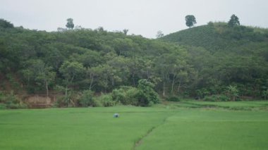 Külah şeklinde şapkalı bir kadın çiftçi Vietnam 'da yağmurlu bir günde vadideki pirinç tarlalarından pirinç topluyor. 4K Yatay video.