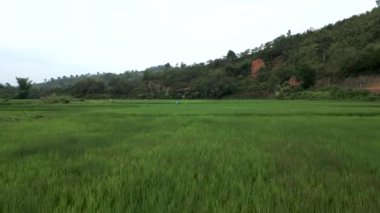 Vietnam 'da pirinç tarlalarının üzerinde uçan İHA' dan çekilen görüntü - 4K Yatay Video
