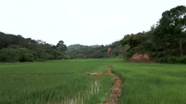 Pirinç tarlaları üzerinde alçaktan uçan insansız hava aracı orman ve dağların yakınındaki dişi çiftçiye yaklaşıyor - 4K Yatay video