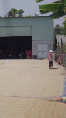 Vietnam 'da kurutma işini kolaylaştırmak için odun tırmığı üzerinden geçen genç adam ve kadın - FullHD Dikey