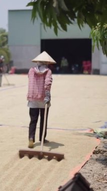 Ağır çekimde genç bir adam ve kadın, Vietnam 'da pirinç taşımak ve kurutmayı kolaylaştırmak için tırmığı uzatır.