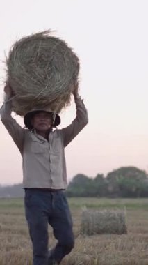 Asyalı çiftçi Vietnam 'da kameraya gülümserken kafasında büyük yuvarlak bir saman balyası taşıyor.