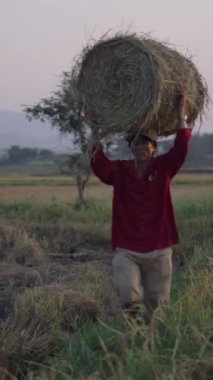 Yavaş çekim Asyalı çiftçi Vietnam 'da günbatımında kafasında büyük yuvarlak bir saman balyası taşıyor.