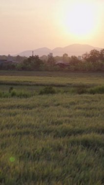 Vietnam 'ın kenar mahallelerindeki dağların arasında alacakaranlıkta geniş bir tarım alanının panoramik görüntüsü