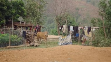 Vietnam 'da ineklerin ve tavukların özgürce dolaştığı ipte asılı kıyafetleri olan bir çiftlik - 4K Yatay