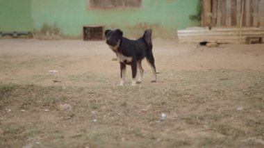 Kirli, orta ölçekli bir köpek Vietnam 'daki fakir ve mütevazı bir köyün kamera hareketlerine şüpheli bir şekilde bakıyor. 4K Yatay