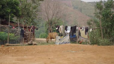 Vietnam 'da insanlar küçük çiftliklerde ve şehirlerin dışındaki evcil hayvanlarla hayatta kalıyorlar - 4K Yatay