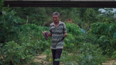 Yaşlı Vietnamlı erkek çiftçi bahçesinden topladıktan sonra elinde patlıcan taşıyor - 4K Yatay
