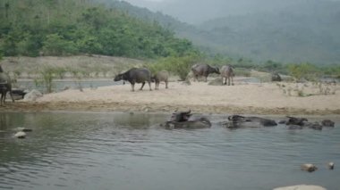 Vietnam 'da sessizce yıkanan buffalolarla dolu dağlar arasındaki nehrin panoramik görüntüsü - 4K Yatay