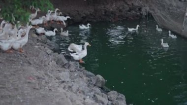 Vietnam 'da kayaların ve küçük bir göletin yanında insan tüketimi için şişmanlatan ördek ve kaz çiftliği - 4K Yatay