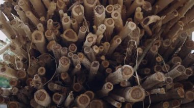 Vietnam 'da bir ormanda bir araya getirilmiş birçok ağaç gövdesinin yakın çekim görüntüsü - 4K Yatay