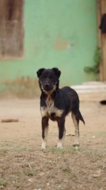 Orta büyüklükte pis bir köpek havlar ve Vietnam 'daki fakir ve mütevazı bir köye yaklaşan kameradan korkar.