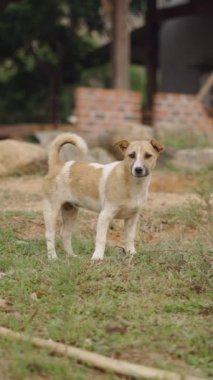 Küçük sarışın bir köpek kameranın karşısında korkup Vietnam 'ın kırsal kesimlerinden FullHD Dikey Bölgesine kaçıyor.