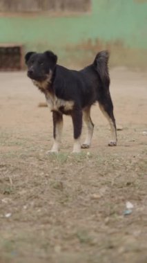 Kirli, orta büyüklükte bir köpek Vietnam 'ın fakir ve mütevazı bir köyünde kameraların hareketlerine şüpheli bir şekilde bakıyor.
