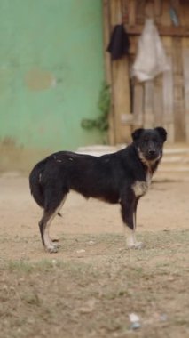 Vietnam 'ın fakir ve mütevazı bir köyünde kameranın önünde korku içinde havlayan pis bir sokak köpeği.