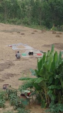 Vietnamlı kadın çiftçi, Vietnam 'ın yoksul kırsal kesiminde elek ile tahıl ayıklıyor.