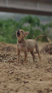 Vietnam 'ın kırsal kesiminde bir köprünün altında kuyruğunu sallayan küçük köpek FullHD Dikey