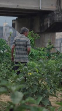 Yaşlı çiftçiler Vietnam 'ın kırsal kesimindeki çalılıklardan sebze topluyor.