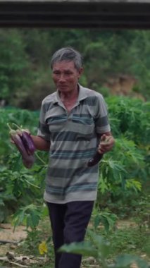 Yaşlı Vietnamlı erkek çiftçi bahçesinden patlıcan topladıktan sonra elinde patlıcan taşır.