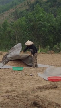 Vietnamlı çiftçi günlerce çalıştıktan sonra yerdeki tahılları büyük bir muşambayla kaplıyor.