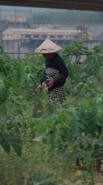 Olgun Vietnamlı kadın çiftçi elinde patlıcanlarla bir iş gününden sonra küçük bir tabure kaldırıyor.