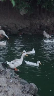 Vietnam 'da yapay bir gölette kayaların yanında yıkanan kazlar ve ördekler.