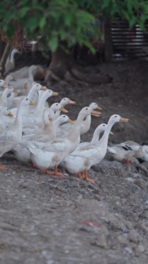 Vietnam 'da küçük bir gölü olan çitli bir alanda tutsak kazlar ve ördekler - FullHD Dikey
