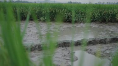 Vietnam 'daki pirinç tarlaları arasında salyangoz yakalamak için çamur tuzaklarına yerleştirilmiş uzun kafesler - 4K Yatay