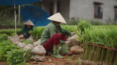 Asyalı olgun kadın çiftçi Vietnam 'da satılık plastik torbalara akasya kesikleri koyar - 4K Yatay