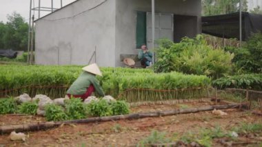 İki olgun Vietnamlı kadın çiftçi, Vietnam 'da mutlu ve gülümseyen bir akasya tarlasında çalışıyor - 4K Yatay