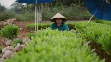 Vietnam 'da kadın çiftçiler tarafından plastik torbalara doldurulan akasya kesikleri - 4K Yatay
