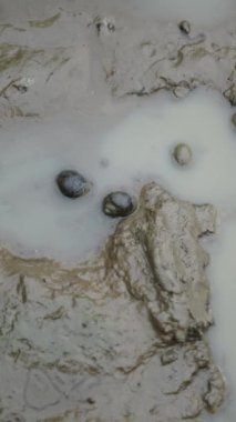 Vietnam 'da çamurun ve kilin yanında suyun yüzeyinde yavaşça hareket eden salyangozlar - FullHD Dikey