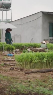 Çiftçi kadınlar Vietnam 'ın yoksul bir bölgesindeki bir akasya tarlasında sıkı çalışıyorlar.