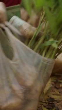 Kadın çiftçi ellerinin yakın plan fotoğrafları Vietnam 'da bir plastik torbaya akasya kesikleri koyuyor.