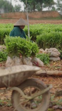 Asyalı kadın çiftçi akasya ağaçlarını topraktan çıkarıp Vietnam 'da bir plastik torbaya koyuyor.