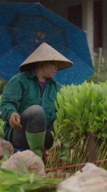 Genç Asyalı kadın çiftçi, Vietnam 'da bir fidanlıkta plastik poşetlerde akasya ağaçlarına kök salıyor.