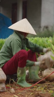 Asyalı olgun kadın çiftçi Vietnam 'da satılık plastik torbalara akasya kesikleri koyar.