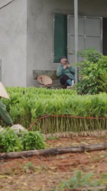 İki olgun Vietnamlı kadın çiftçi, Vietnam 'da mutlu ve gülümseyen bir akasya çiftliğinde çalışıyor.