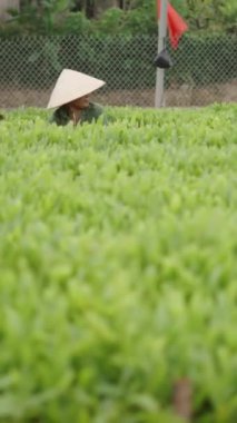 Akasya ağaçlarının arasında çalışan ve Vietnam 'da büyük bir ekin tarlasında kameraya gülümseyen Asyalı kadın çiftçi