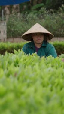 Vietnam 'da kadın çiftçiler tarafından plastik torbalara doldurulan akasya kesikleri - FullHD Dikey
